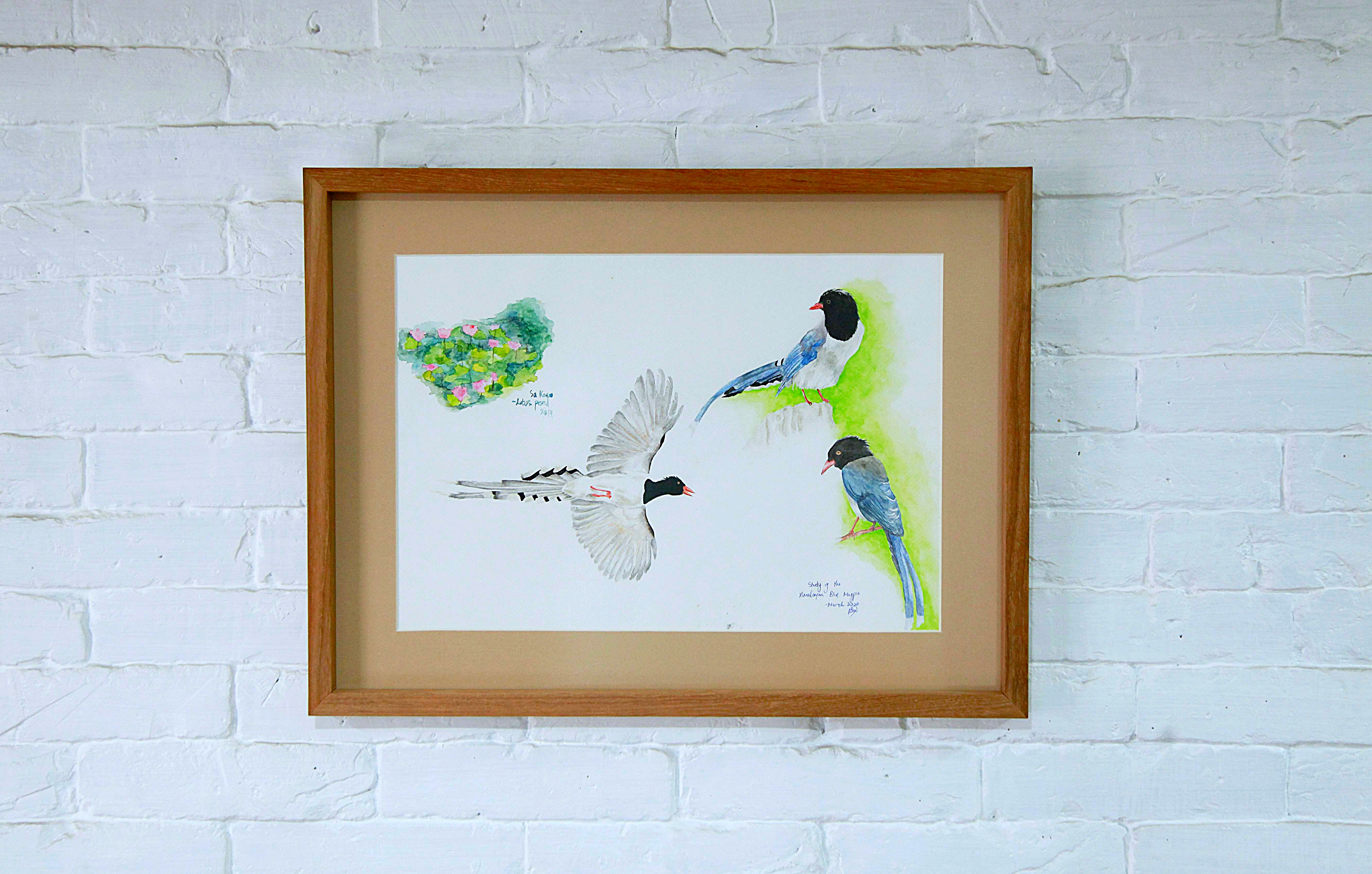 Study of Blue Himalayan Magpie, watercolour painting.